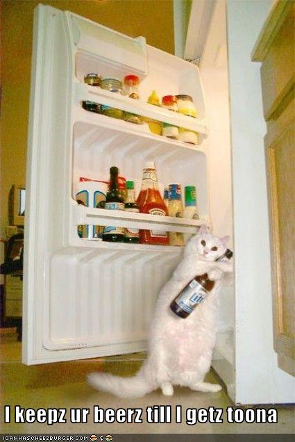 funny-picture-cat-beer-fetch-win