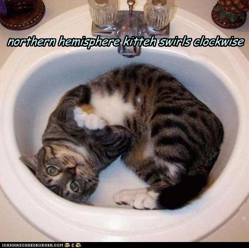 funny-pictures-northern-hemisphere-kitteh