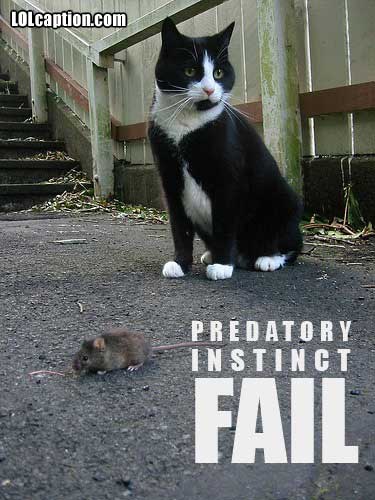 funny-pictures-cat-mouse-fail