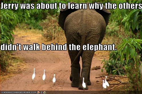 funny animal pictures dont walk behind the elephant