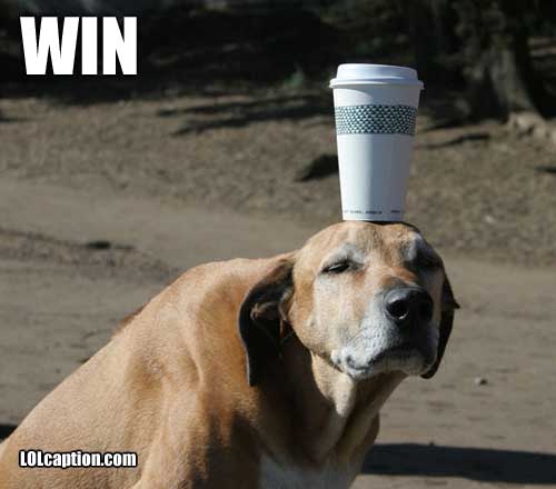 funny-dog-pics-dog-coffee-holder