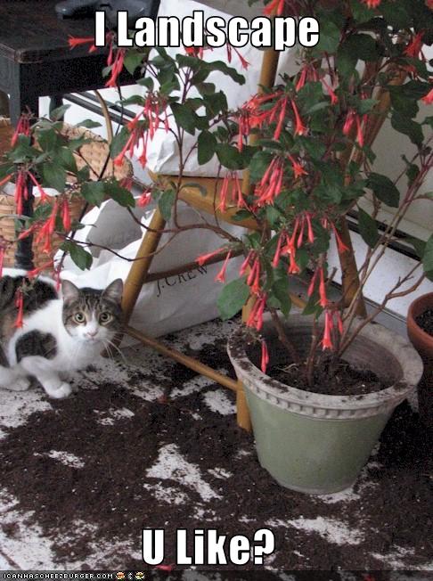funny cat pictures lolcats kitteh landscaping services i landscape u like