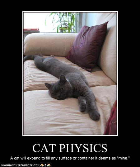 funny cat pictures cat physics explained