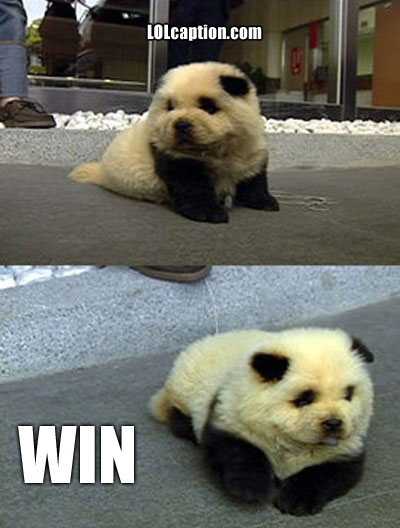 funny-win-pictures-panda-dog