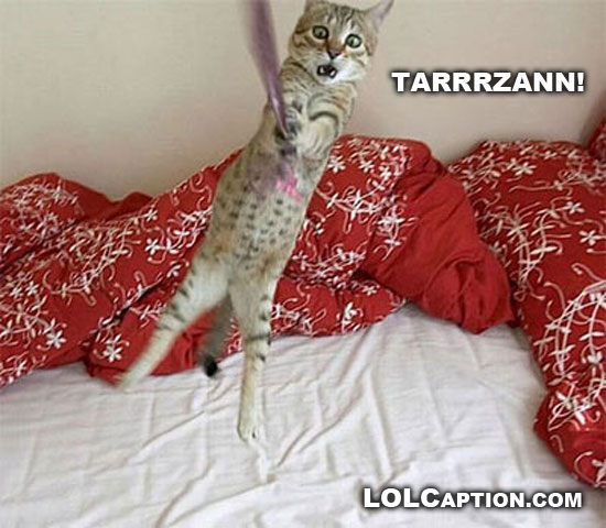 funny-lolcaption-tarzan-cat-lolcat