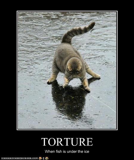 fish funny funny cat pictures with captions lolcats pictures torture