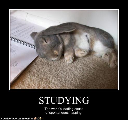 funny-animal-pictures-studying-the-worlds-leading-casue-of-napping