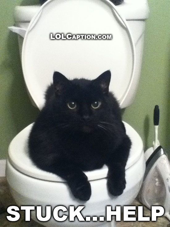 funny-cat-pictures-lolcats-stuck-in-toilet-fail-kitties-lolcaption