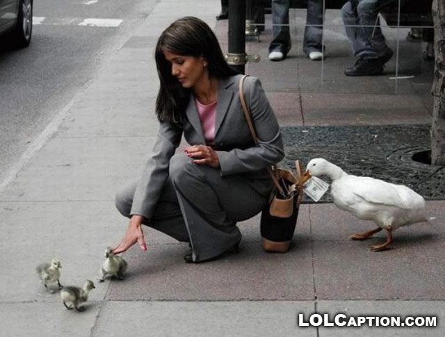 pickpocket-ducks-lolcaption-funny-picture