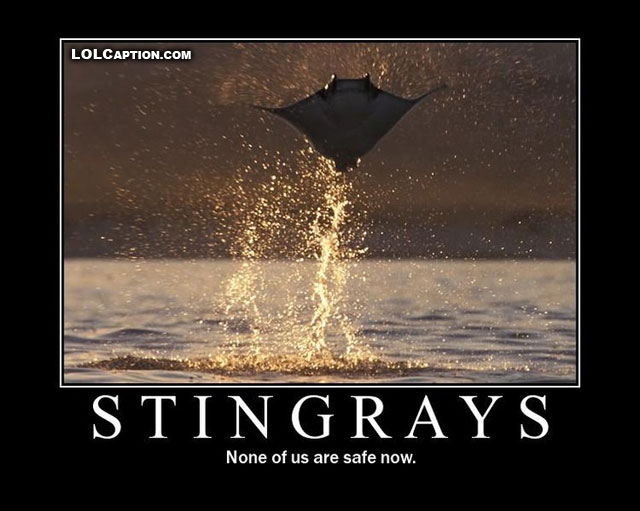 lolcaption-funny-pictures-with-captions-demotivational-stingrays
