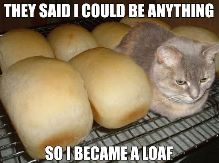 funny-cat-became-a-loaf-lolcat-pics-funny-cat-funny-cat-pictures-with-captions