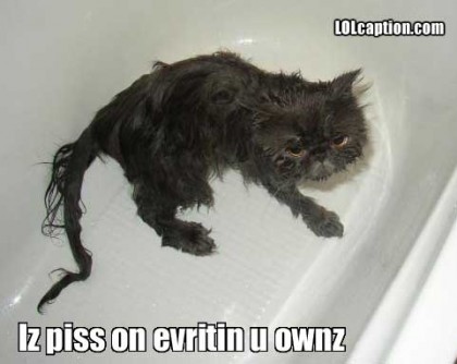 Cat-bath-funny-picture-lol