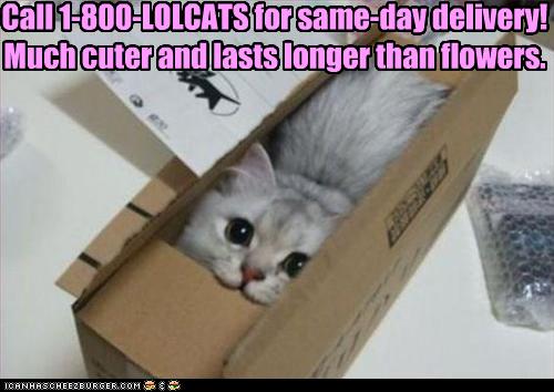 funny-picture-1800-lol-cat-in-box