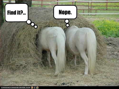 funny animal pictures pony search party