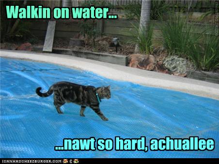 funny cat pictures walking on water not so hard