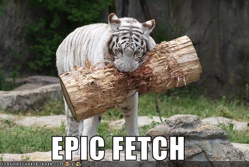 funny cat pictures epic fetch cat fetches tree tiger