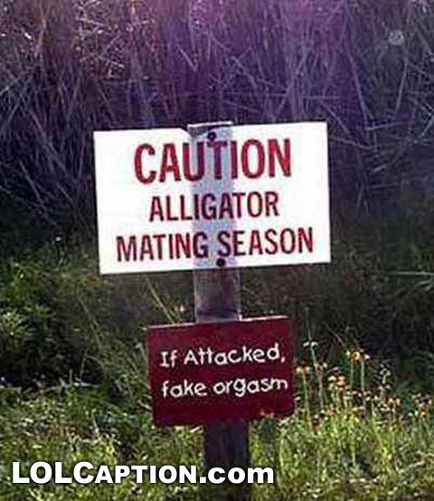 caution-aligator-mating-season-if-attacked-fake-orgasm
