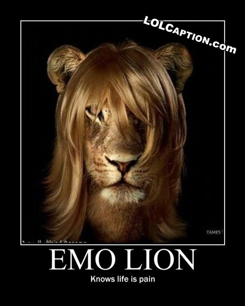 lolcaption-emo-lion-knows-no-pain-emolion