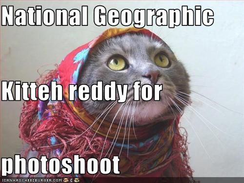 funny cat pictures national geographic cat