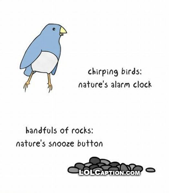 lolcaption-chirping-birds-natures-alarm-clock-rocks-natures-snooze-button
