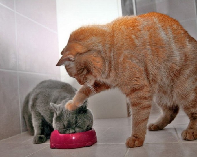funny cat photos with captions cat pushing head into food bowl