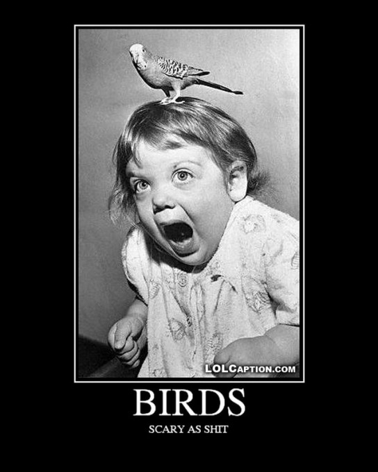 lolcaption-demotivational-birds-scary-funny-antimotivational-poster