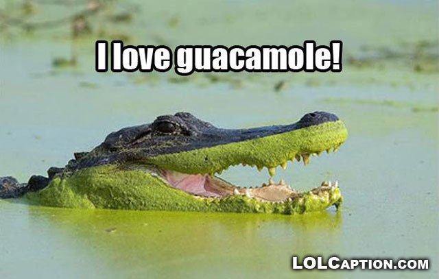 guacamole-lolcaption-funny-animal-photos-with-captions