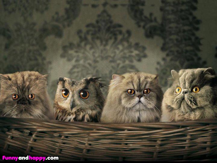 funny cat pictures lolcats owl cat funny photos