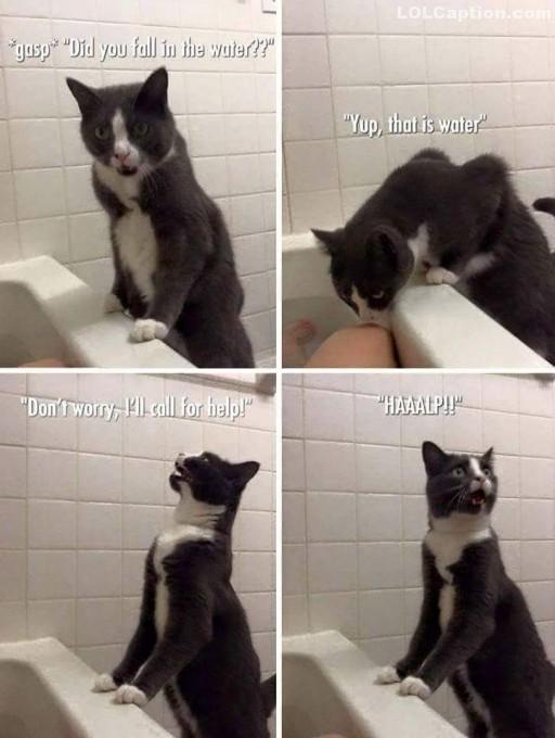 funny-cat-call-for-help